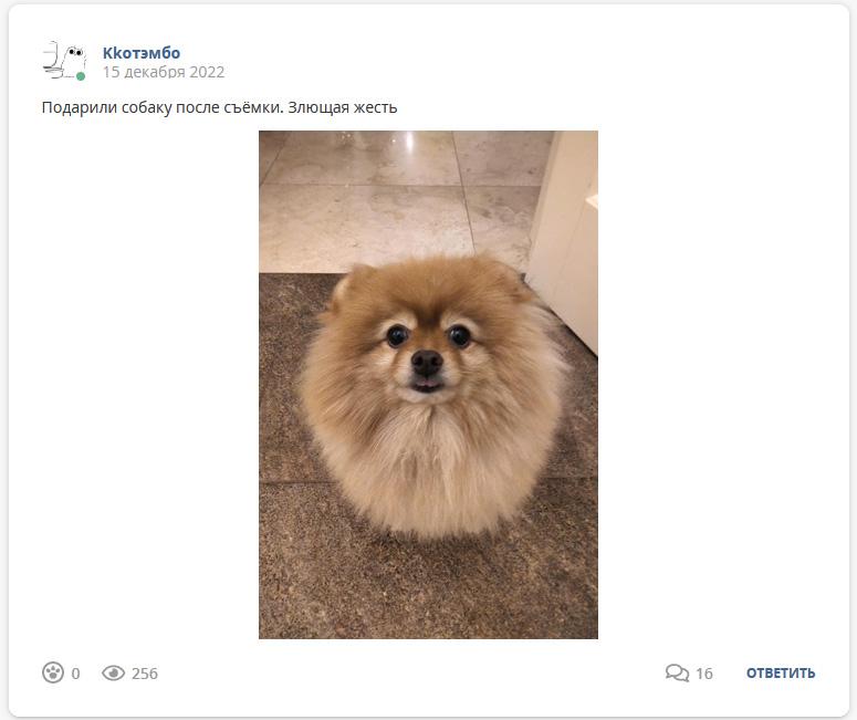 Кострище дайджест 2022 11.11 - 17.12